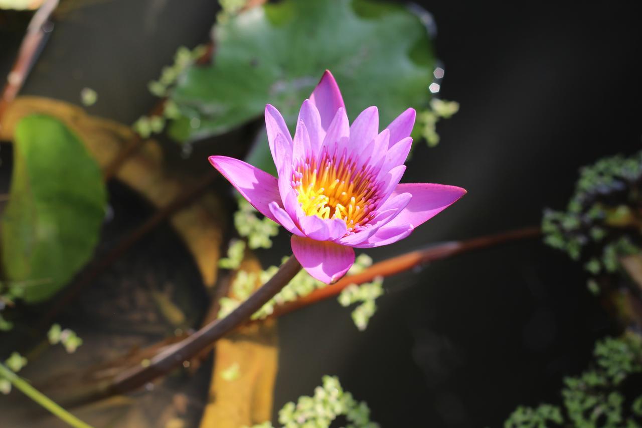 Smilingface Guesthouse Sukhothai Zewnętrze zdjęcie
